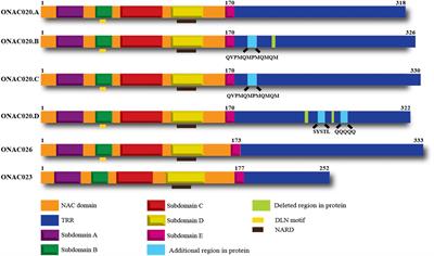 Three Rice NAC Transcription Factors Heteromerize and Are Associated with Seed Size